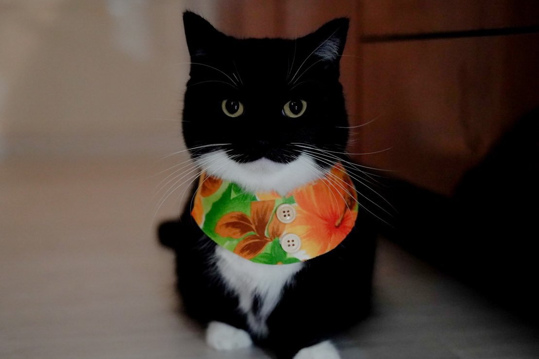 Silly Cat